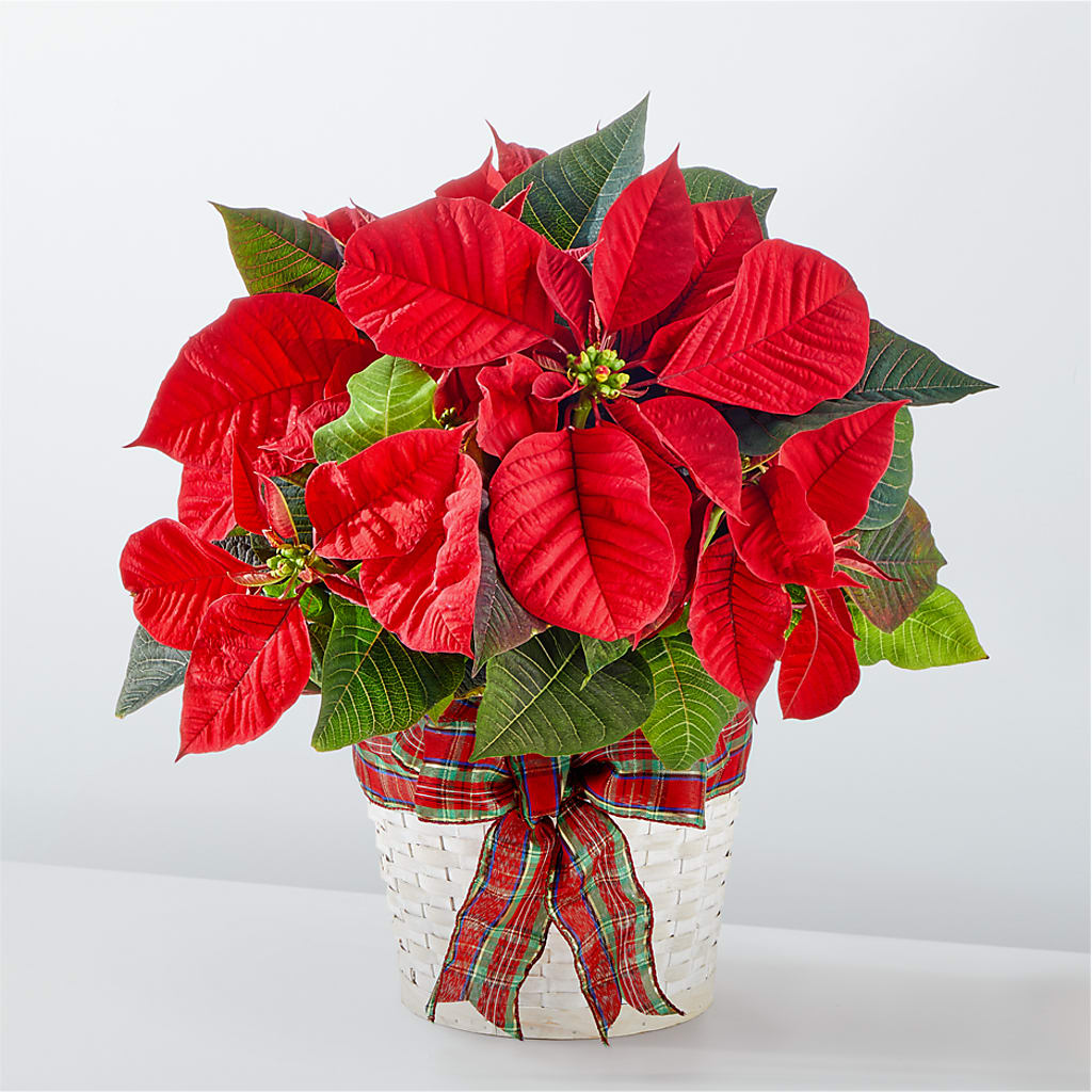 Happiest Holidays Poinsettia – KILBY'S FLORIST, Kannapolis NC