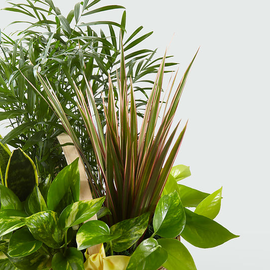 French Garden – KILBY'S FLORIST, Kannapolis NC