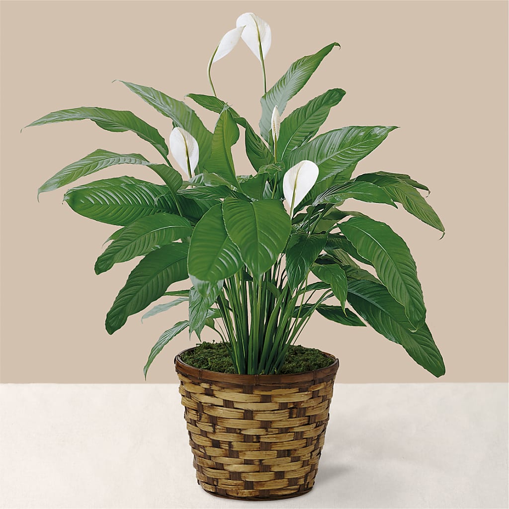 Tranquil Moments Peace Lily Plant – KILBY'S FLORIST, Kannapolis NC