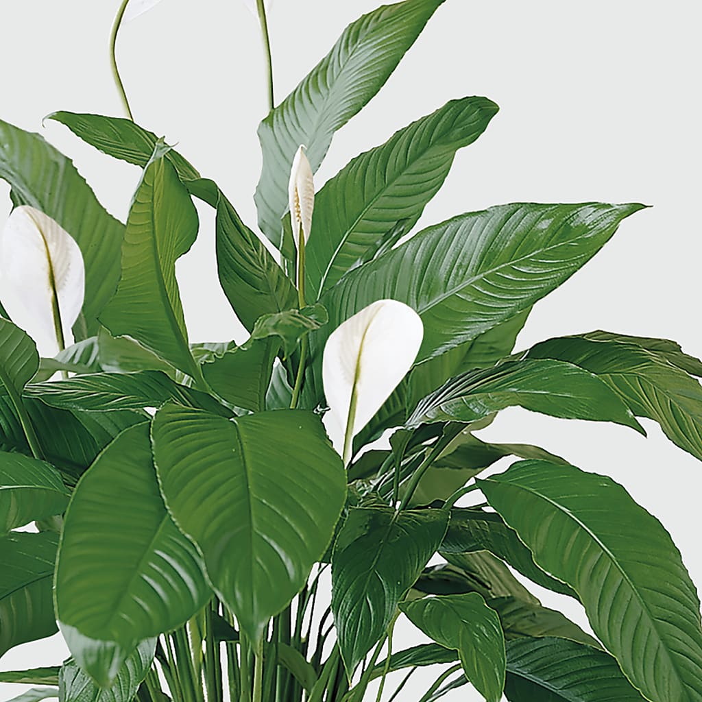 Tranquil Moments Peace Lily Plant – KILBY'S FLORIST, Kannapolis NC