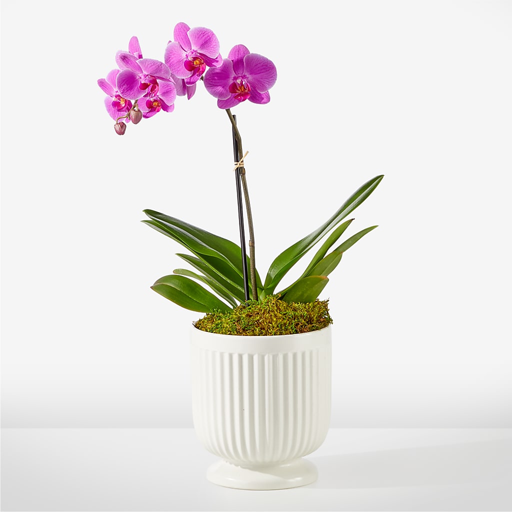 Friendly Fuchsia Orchid – KILBY'S FLORIST, Kannapolis NC