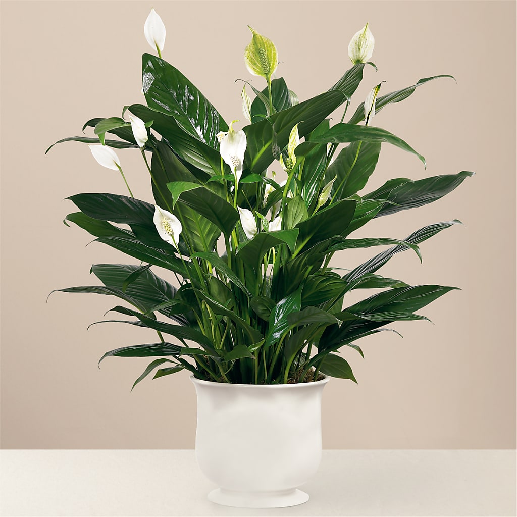 Comfort Planter – KILBY'S FLORIST, Kannapolis NC