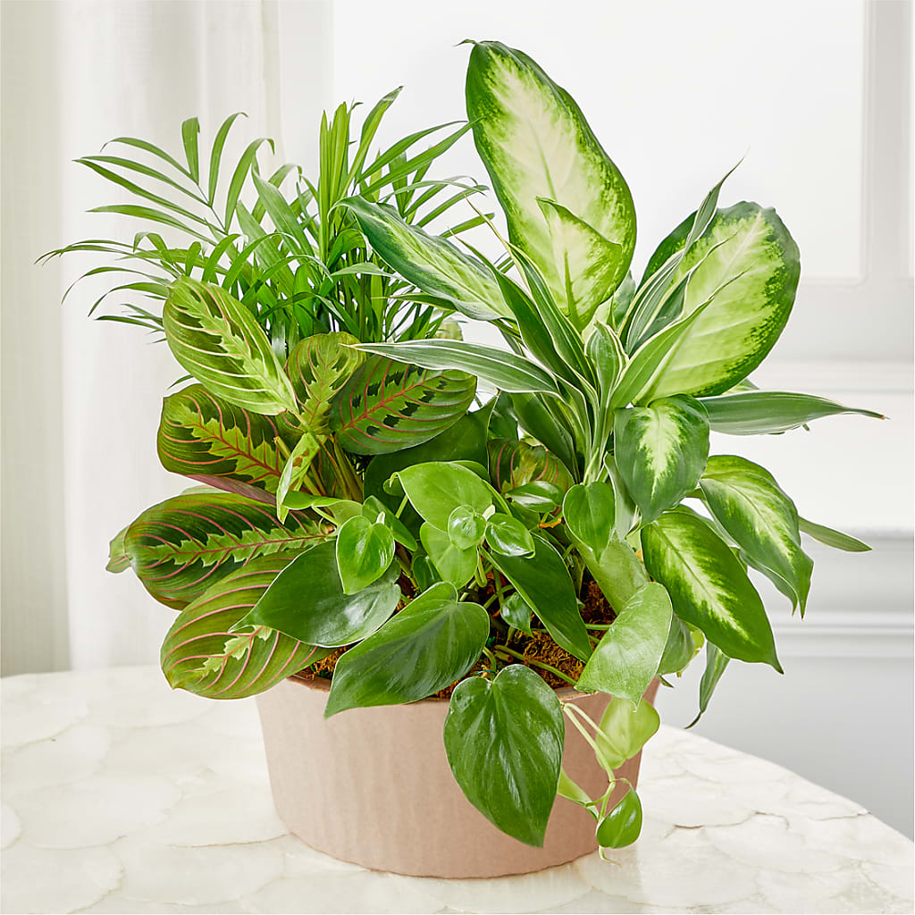 Balance & Harmony Dishgarden – KILBY'S FLORIST, Kannapolis NC