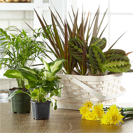 Florist Designed Blooming and Green Plants in a Basket – KILBY'S FLORIST, Kannapolis NC