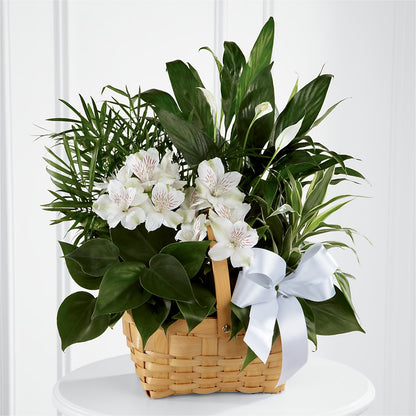 Peace & Serenity Dishgarden – KILBY'S FLORIST, Kannapolis NC
