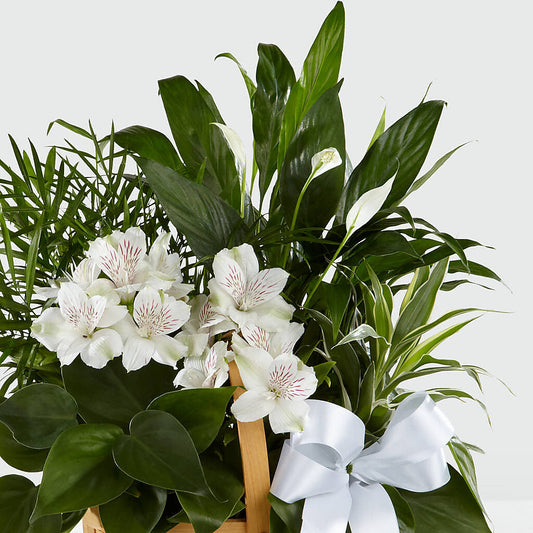 Peace & Serenity Dishgarden – KILBY'S FLORIST, Kannapolis NC