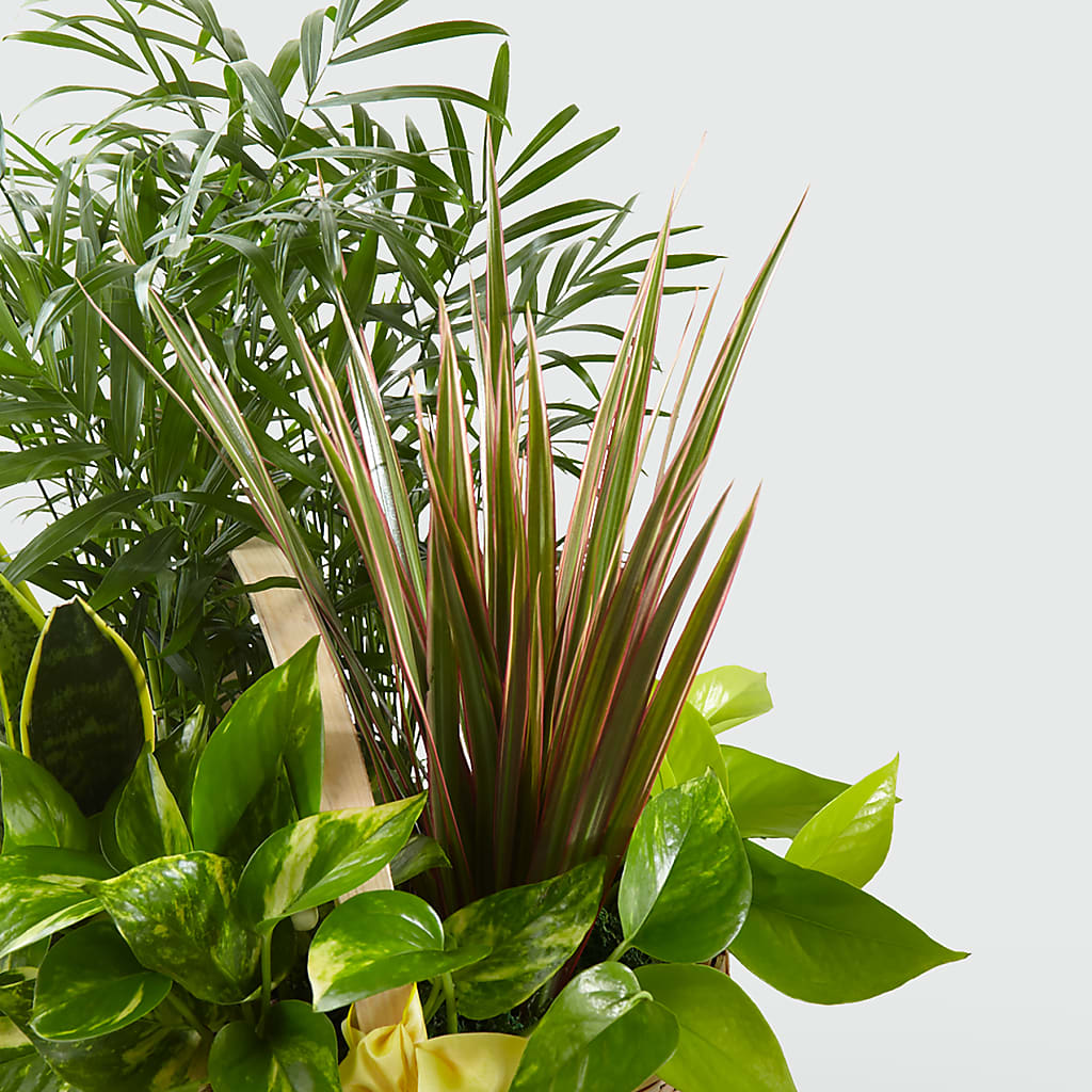 French Garden – KILBY'S FLORIST, Kannapolis NC