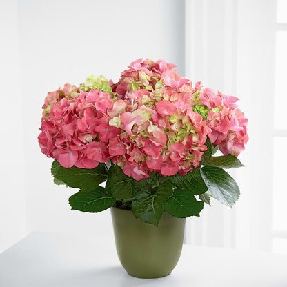 Pink Hydrangea Planter – KILBY'S FLORIST, Kannapolis NC