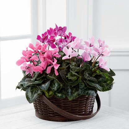 Mixed Cyclamen Planter – KILBY'S FLORIST, Kannapolis NC