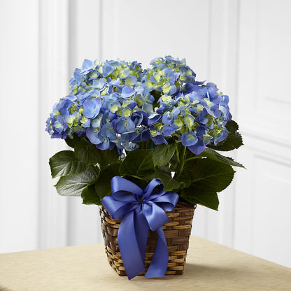 Blue Hydrangea Planter – KILBY'S FLORIST, Kannapolis NC