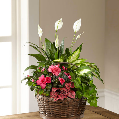 Dream in Pink Dishgarden – KILBY'S FLORIST, Kannapolis NC