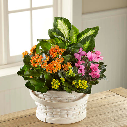 Color Crush Dishgarden – KILBY'S FLORIST, Kannapolis NC