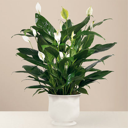 Comfort Planter – KILBY'S FLORIST, Kannapolis NC