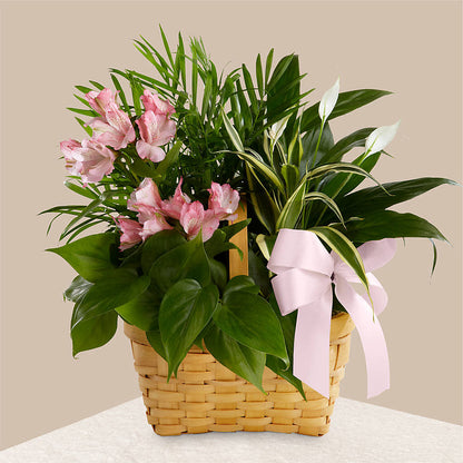 Living Spirit Dishgarden – KILBY'S FLORIST, Kannapolis NC