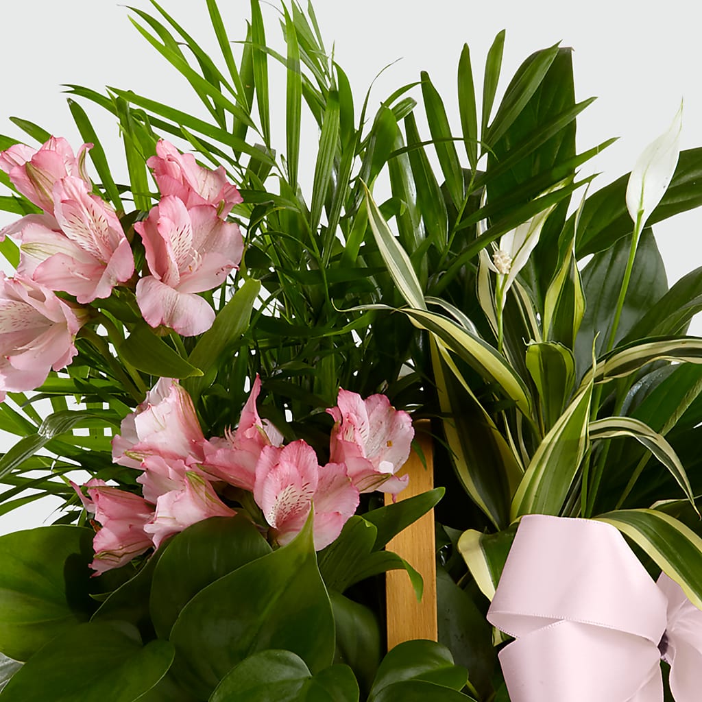 Living Spirit Dishgarden – KILBY'S FLORIST, Kannapolis NC