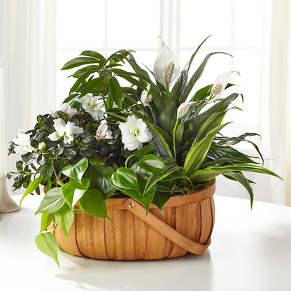 Serene Dishgarden – KILBY'S FLORIST, Kannapolis NC