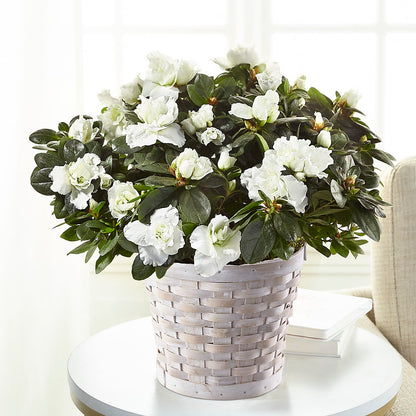 White Azalea Plant – KILBY'S FLORIST, Kannapolis NC
