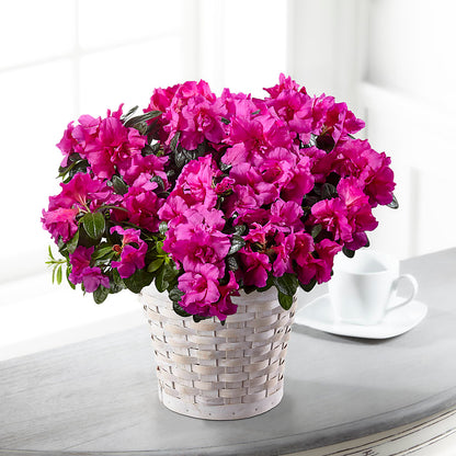 Hope & Serenity Azalea Plant – KILBY'S FLORIST, Kannapolis NC