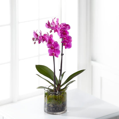 Pink Orchid Plant – KILBY'S FLORIST, Kannapolis NC