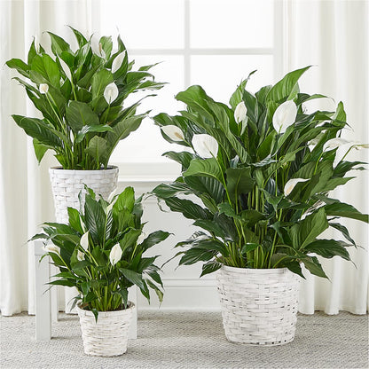 A New Leaf Peace Lily – KILBY'S FLORIST, Kannapolis NC