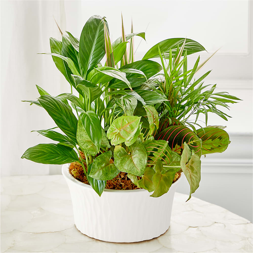Balance & Harmony Dishgarden – KILBY'S FLORIST, Kannapolis NC