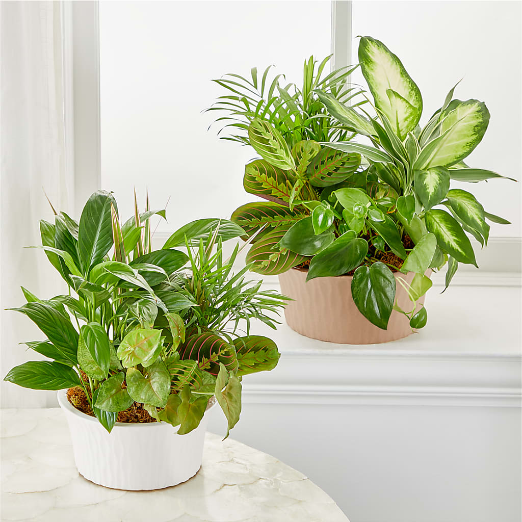 Balance & Harmony Dishgarden – KILBY'S FLORIST, Kannapolis NC