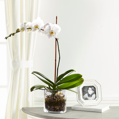 White Orchid Planter – KILBY'S FLORIST, Kannapolis NC