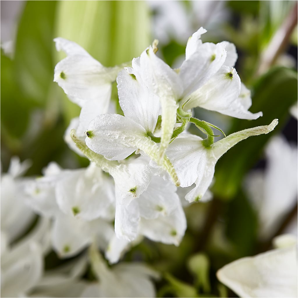 Classic Ivory – A Florist Original – KILBY'S FLORIST, Kannapolis NC